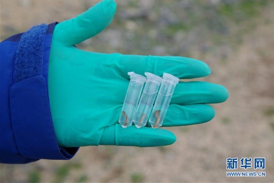 考察隊(duì)成員展示在藏北草原上收集到的石蜈蚣活體 考察隊(duì)成員展示在藏北草原上收集到的石蜈蚣活體