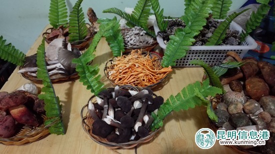 第十三屆中國（云南）野生食用菌交易會將于7月20日在易門舉行