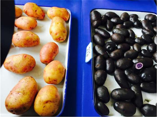 【共舞長江經濟帶】昆明：立足本地優(yōu)勢 “小產業(yè)”里尋商機