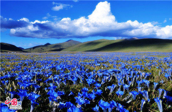 今夏避暑之選 最高溫度24度的四川甘孜