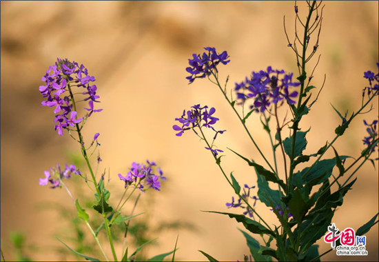霧靈山 家庭親子旅游不可多得的避暑勝地 霧靈山 家庭親子旅游不可多得的避暑勝地