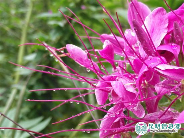 彩龍網(wǎng)友相約茶藝師和旗袍仙子齊聚黑龍?zhí)?邂逅十萬株醉蝶