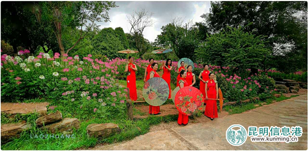 彩龍網(wǎng)友相約茶藝師和旗袍仙子齊聚黑龍?zhí)?邂逅十萬株醉蝶