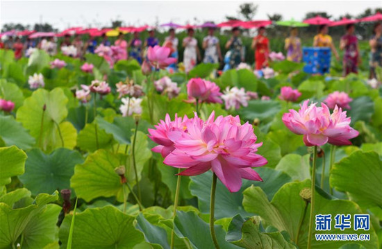 旗袍愛好者在四川省綿竹市九龍鎮(zhèn)新龍村荷塘參加旗袍走秀