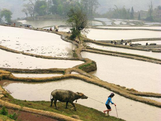 哈尼梯田最佳拍攝地推薦