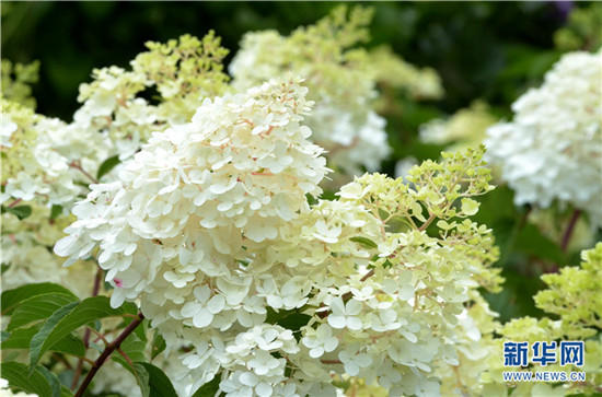 云南陽(yáng)宗海繡球花絢爛綻放