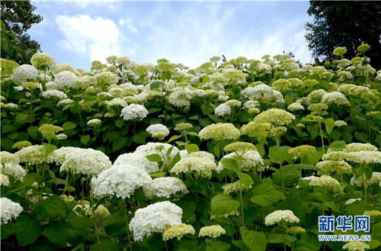 云南陽(yáng)宗海繡球花絢爛綻放