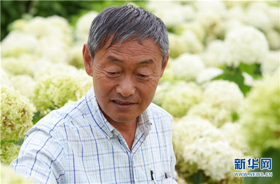 云南陽(yáng)宗海繡球花絢爛綻放