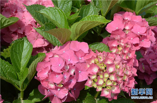 云南陽(yáng)宗海繡球花絢爛綻放