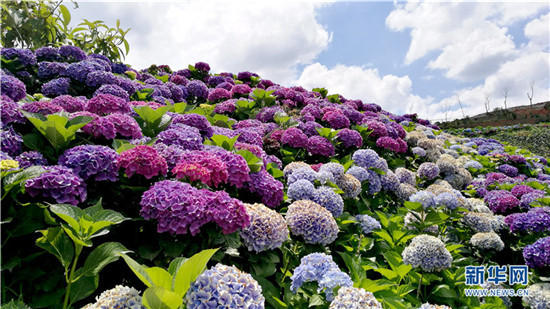 云南陽(yáng)宗海繡球花絢爛綻放