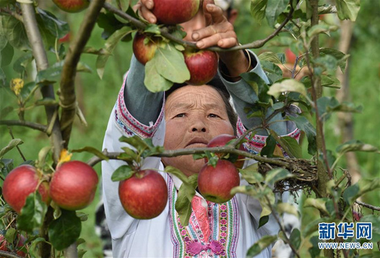 8月1日，富民縣羅免鎮(zhèn)的苗族婦女張美孝在侖禾高山生態(tài)果園摘蘋果