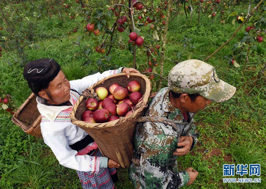 8月1日，富民縣羅免鎮(zhèn)的農(nóng)民在侖禾高山生態(tài)果園裝運剛摘的蘋果
