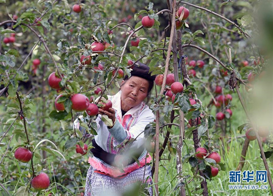 8月1日，富民縣羅免鎮(zhèn)的苗族婦女在侖禾高山生態(tài)果園摘蘋果