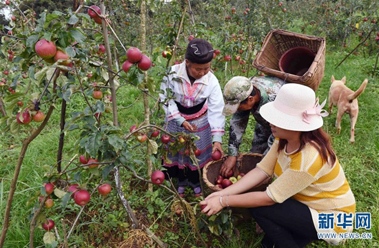 8月1日，富民縣羅免鎮(zhèn)的農(nóng)民在侖禾高山生態(tài)果園摘蘋果