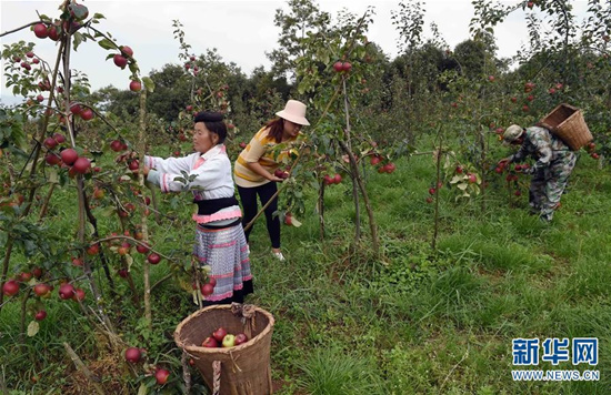 8月1日，富民縣羅免鎮(zhèn)的農(nóng)民在侖禾高山生態(tài)果園摘蘋果