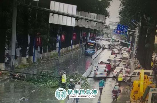 青年路人民中路叉口行道樹傾倒 致青年路交通中斷 青年路人民中路叉口行道樹傾倒 致青年路交通中斷