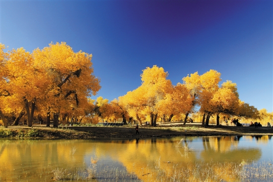 內(nèi)蒙額濟(jì)納齊胡楊林 內(nèi)蒙額濟(jì)納齊胡楊林