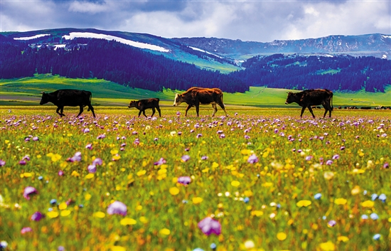 新疆美景 新疆美景