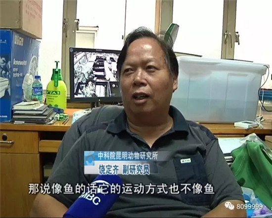 開閘泄洪后羅平一水塘現(xiàn)巨型'水怪' 目擊者視頻驚動中科院專家