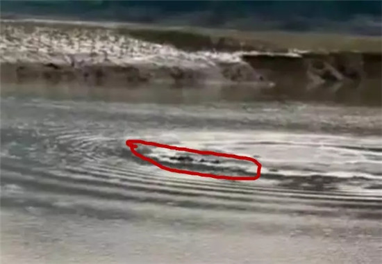 開閘泄洪后羅平一水塘現(xiàn)巨型'水怪' 目擊者視頻驚動中科院專家