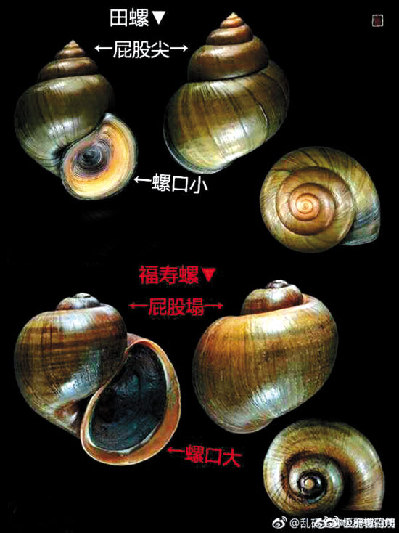 田螺和福壽螺的區(qū)別
