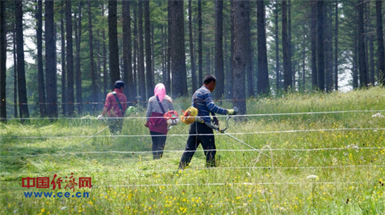 醉美塞罕壩：不采伐 深呼吸也是一種資源
