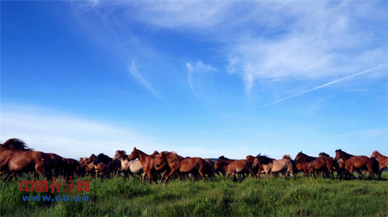 醉美塞罕壩：不采伐 深呼吸也是一種資源