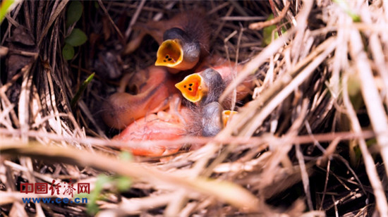 醉美塞罕壩：不采伐 深呼吸也是一種資源