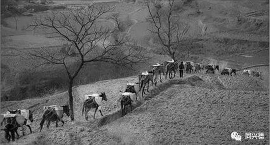 馬幫火鍋 不一樣的馬幫味道