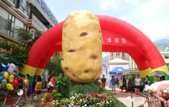 2017銅都開花洋芋節(jié)開幕 一個洋芋拍出5000元