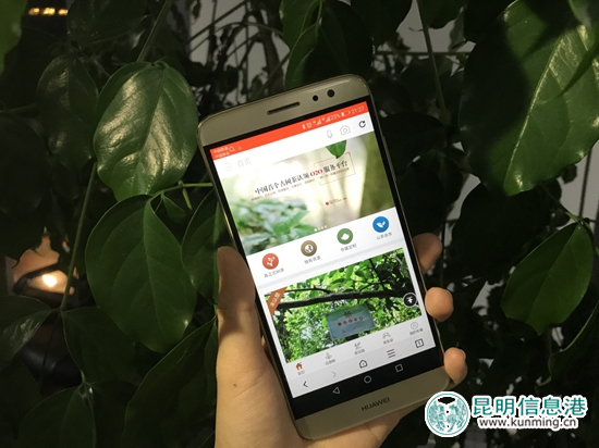 “一棵古樹(shù)茶”APP頁(yè)面