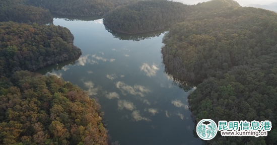 “一棵古樹(shù)茶”景谷基地