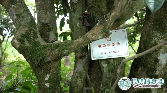 百年古樹(shù)茶單株認(rèn)領(lǐng)