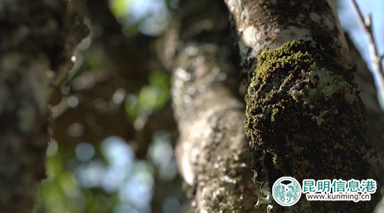 古茶樹(shù)認(rèn)養(yǎng)，實(shí)現(xiàn)云南古茶樹(shù)保護(hù)性采摘