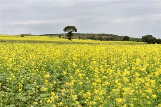 這座塞上小城 為什么得到總書(shū)記點(diǎn)贊