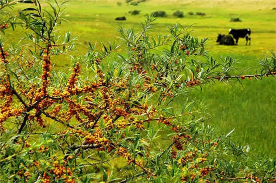 這座塞上小城 為什么得到總書(shū)記點(diǎn)贊