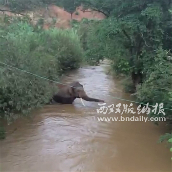 20余頭野象出沒勐臘縣勐滿農(nóng)場滿園生產(chǎn)隊(duì)轄區(qū)膠林 20余頭野象出沒勐臘縣勐滿農(nóng)場滿園生產(chǎn)隊(duì)轄區(qū)膠林