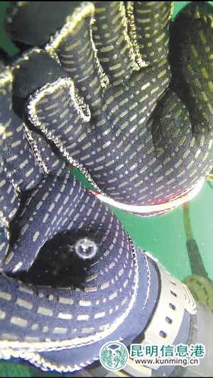 “水中大熊貓”桃花水母現(xiàn)身撫仙湖 證明水質(zhì)良好