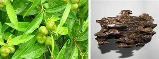 怪事有因：海昏侯墓中的千年奇香從何而來