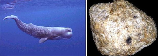 怪事有因：海昏侯墓中的千年奇香從何而來