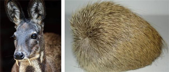 怪事有因：海昏侯墓中的千年奇香從何而來