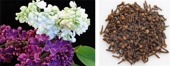 怪事有因：海昏侯墓中的千年奇香從何而來