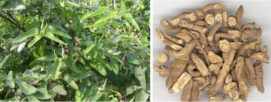 怪事有因：海昏侯墓中的千年奇香從何而來