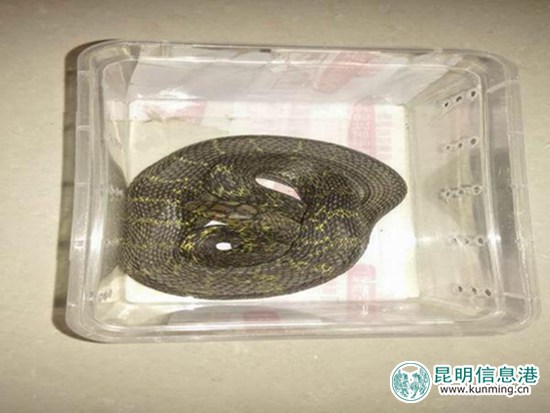 云南耿馬一男子兜售國(guó)家保護(hù)動(dòng)物被警方抓獲