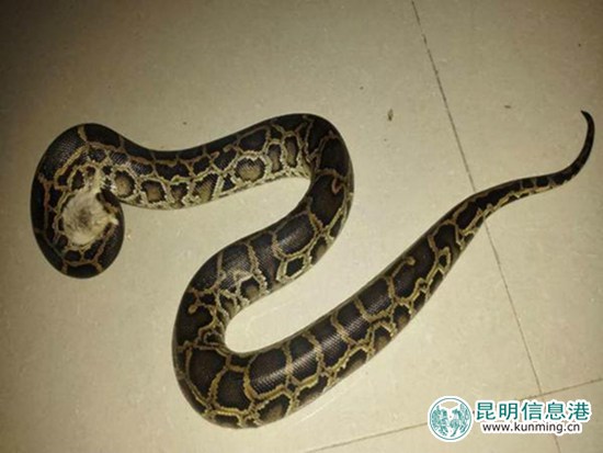 云南耿馬一男子兜售國(guó)家保護(hù)動(dòng)物被警方抓獲