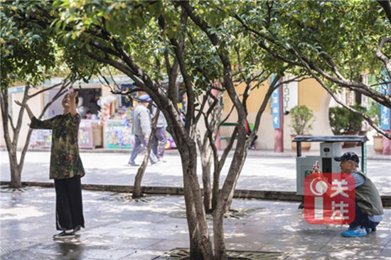 9月初賞桂正當(dāng)時 昆明9月賞花攻略拿走不謝