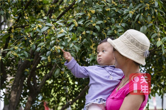 9月初賞桂正當(dāng)時 昆明9月賞花攻略拿走不謝