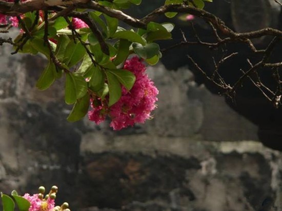 9月初賞桂正當(dāng)時 昆明9月賞花攻略拿走不謝