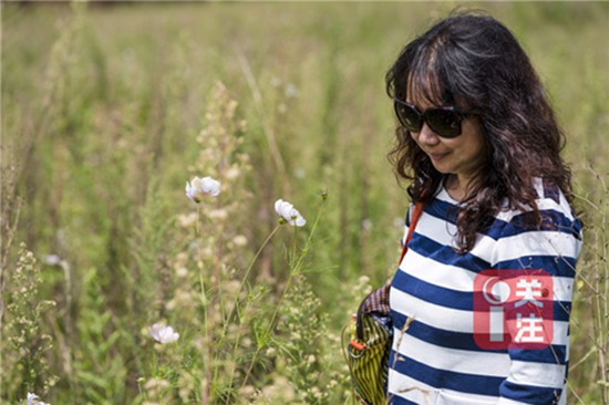 9月初賞桂正當(dāng)時 昆明9月賞花攻略拿走不謝