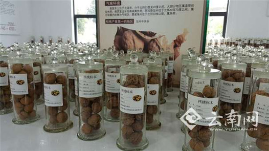 摩爾農(nóng)莊科技創(chuàng)新延伸產(chǎn)業(yè)鏈 小核桃做成大產(chǎn)業(yè)